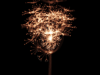 ARBOR